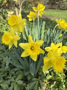 The daffodils are glowing — spring curb appeal starts now