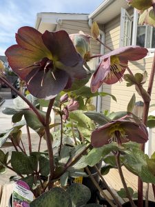 Spring color is officially here — and the hellebores are stealing the show