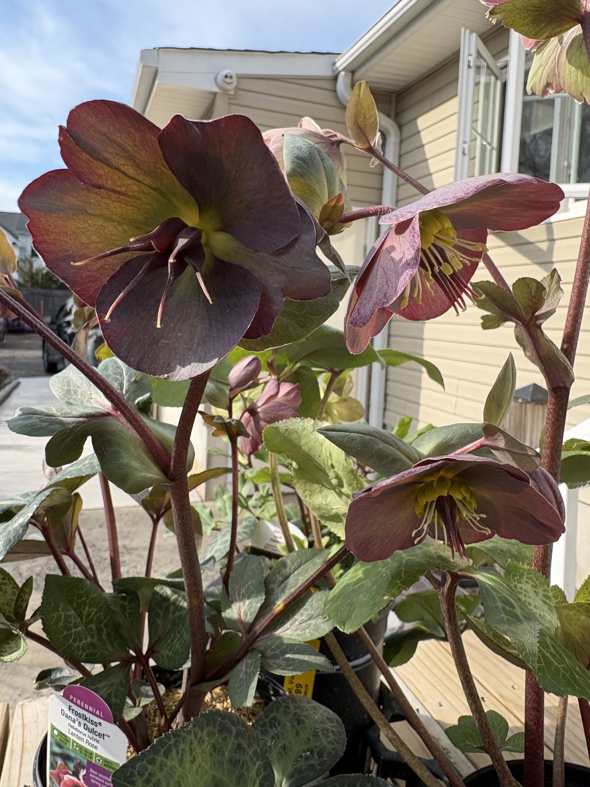 Spring color is officially here — and the hellebores are stealing the show